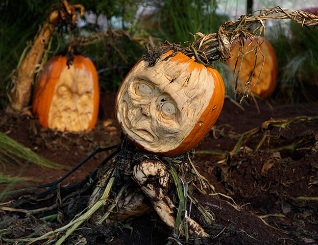 Pumpkins: Carved pumpkins at the New York Botanical Garden 