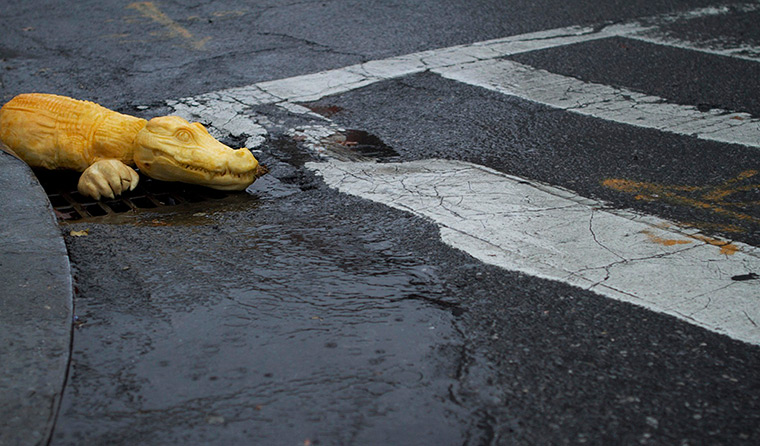 Pumpkins: Extreme pumpkin carving: alligator