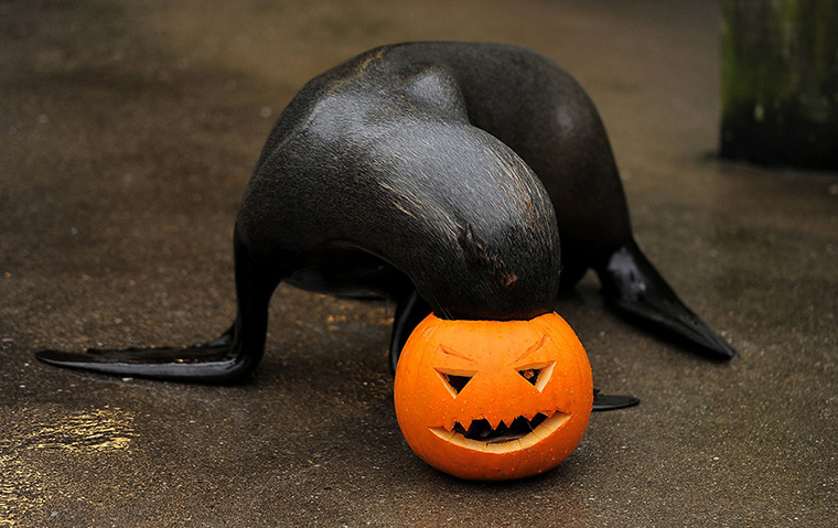Pumpkins: Otari the South American fur seal plays with a pumpkin at Bristol Zoo