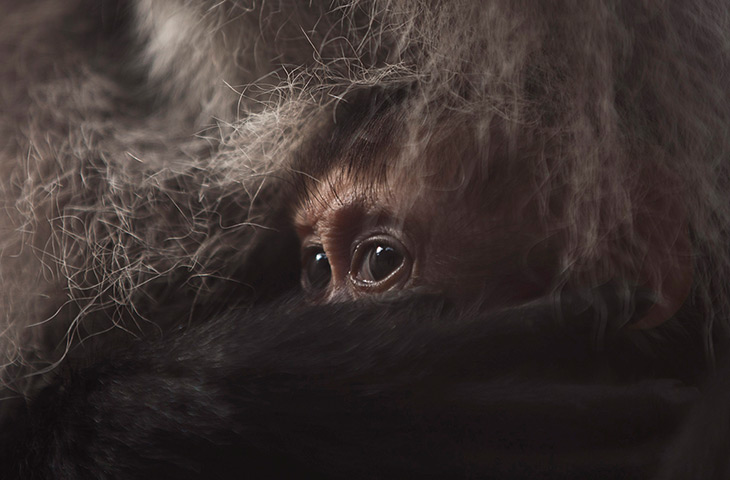 24 hours in pictures: A two week old lion-tailed macaque lies in it's mothers fur