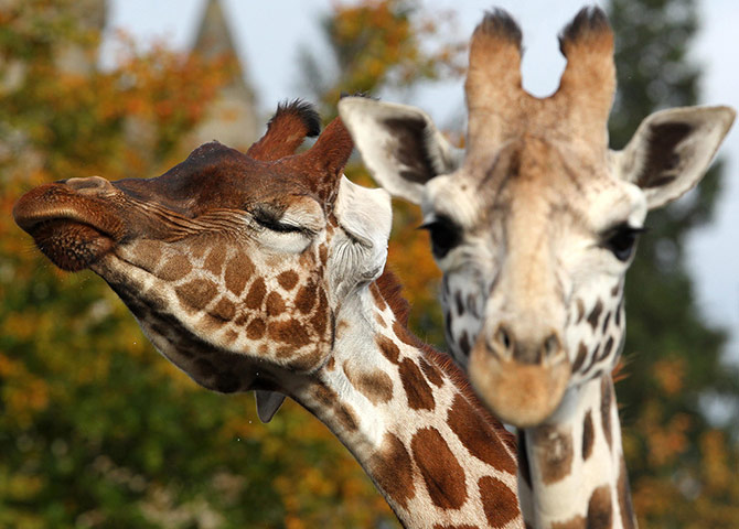 Week in wildlife: Giraffes Keisha and Harriet make their way into their enclosure