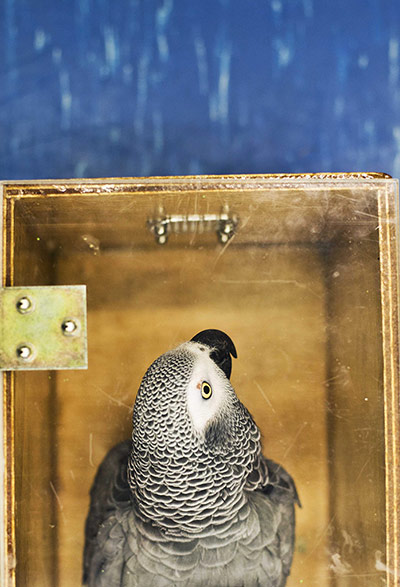 Week in wildlife: A parrot awaits consultation at the University Clinic of Pet Animals