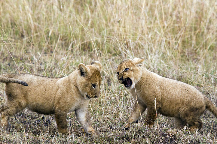Week in wildlife: Two lion cubs from the marsh pride play fighting, Masai Mara, Kenya