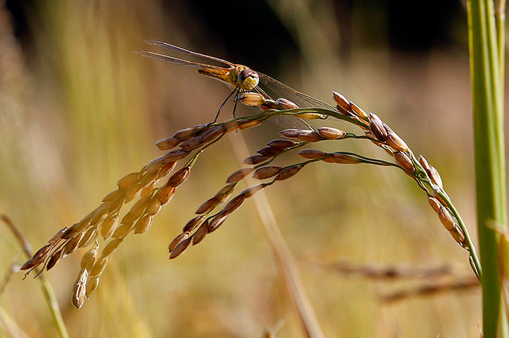 Week in wildlife: A dragonfly rests on ripe paddy plants during harvesting season