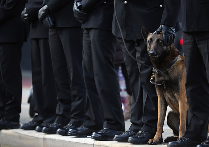 24 hours: Manchester, England: Police dog Vinny stands by his handler