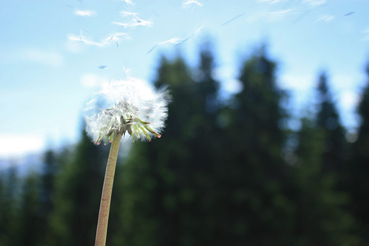 Your Pictures: Windswept: A windswept dandelion blows away