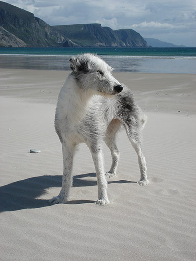 Your Pictures: Windswept: A  windswept dog on a beach