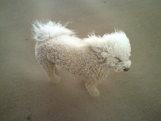 Your Pictures: Windswept: Windswept dog