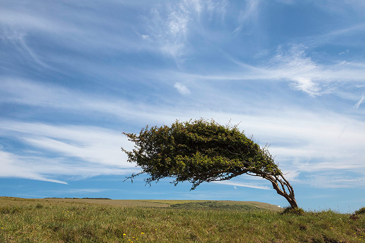 Your Pictures: Windswept: Deformed tree as a result of constantly being wind blown