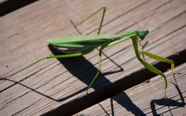 Week in wildlife: A praying mantis on Yunfeng mountain near Beijing, China