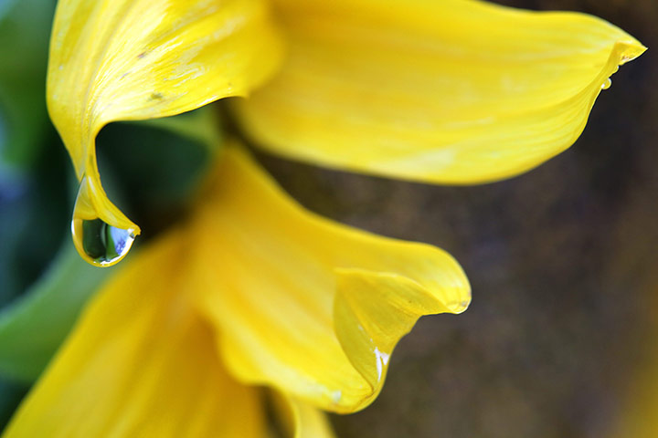 Week in wildlife: A rain drop is visible on the tip of a sunflower petal in Aldekerk, Germany