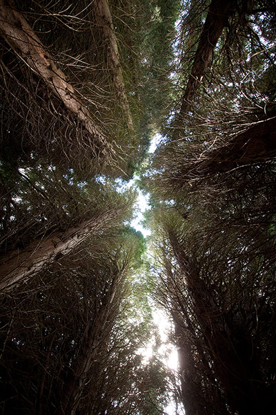 Camera Club: Bedgebury Pinetum, near the Kent/East Sussex border
