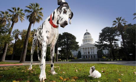 World's largest and smallest dog