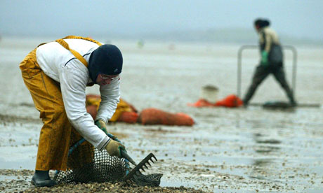 Cocklers on the sands of  Morecambe Bay, where 17 men and two women died while harvesting cockles.