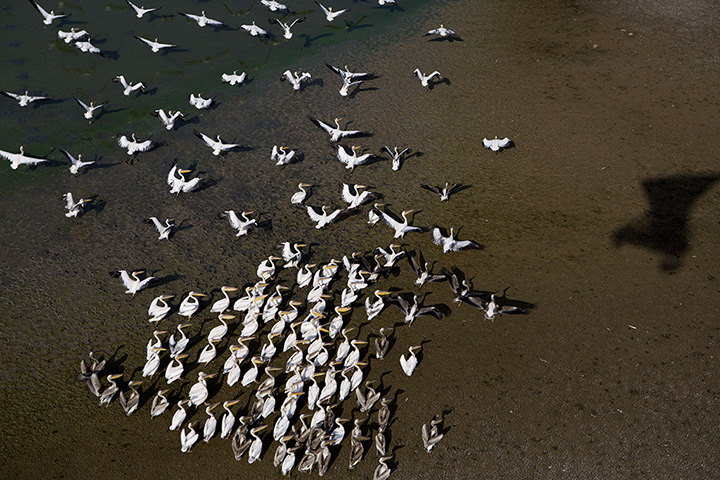 24 hours in pictures: A flock of pelicans prepare to fly away from the bank of a lake