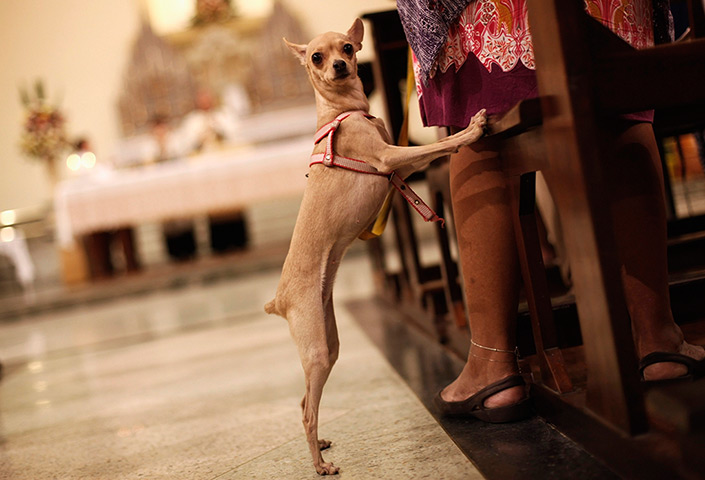 24 hours in pictures: A dog stands next to its owner during a mass before getting blessed