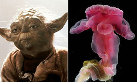 Yoda sea creature