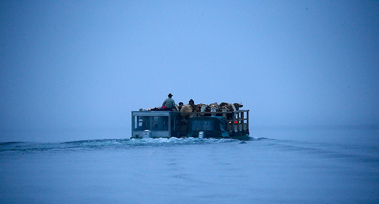 20 Photographs: Bavarian farmers transport their cows on a boat over Lake Königssee