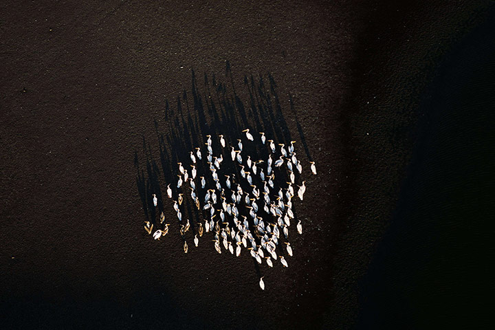 20 Photographs: A flock of pelicans on the bank of a lake near the Israeli town of Afula
