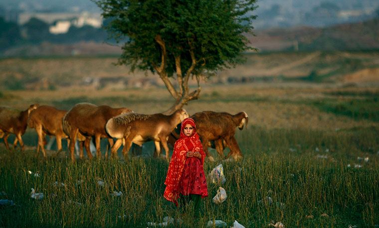 20 Photographs: An Afghan refugee next to her family's sheep on the outskirts of Islamabad, Pakistan