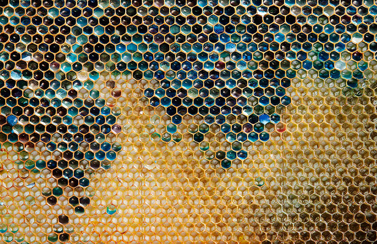 20 Photographs: Multicoloured honeycomb from a beehive in Ribeauville, Alsace, France