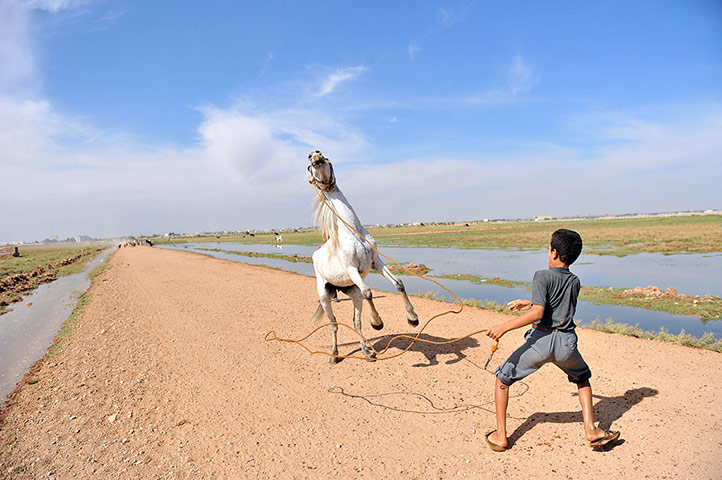 24 hours: A shepherd plays with his horse near the Turkey-Syria border