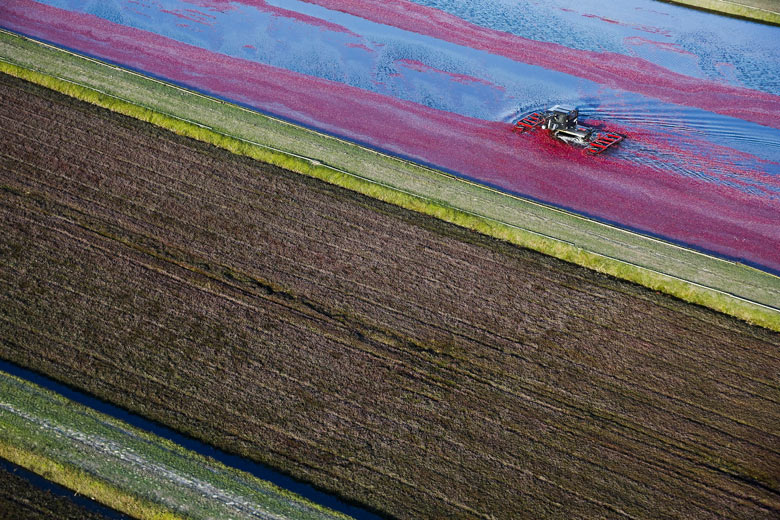 Cranberry Harvest In Wisconsin