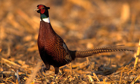 Pheasant