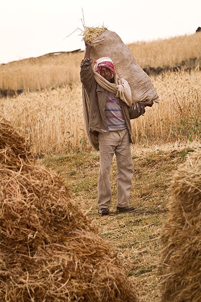 Seed Freedom Fortnight: Gaia Foundation