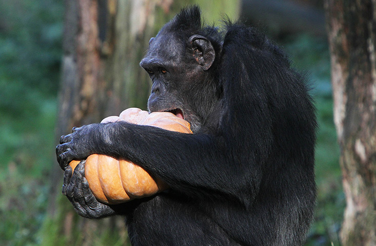 24 hours in pictures: Chimpanzee eating pumpkins at Burgers' Zoo