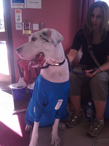 Bupa - Dixie the dog