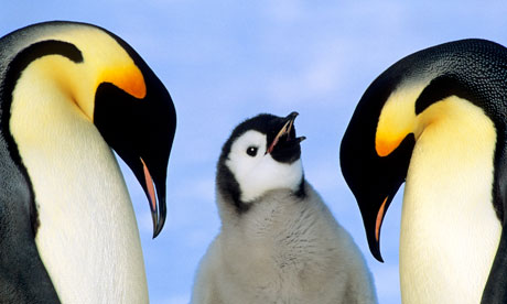 Emperor penguins and chick