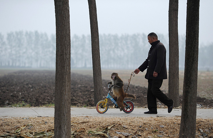 24 hours: Suzhou, China: A two-year-old macaque is trained to ride a bicycle