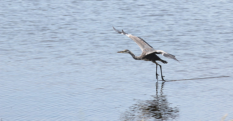Your Pictures: Alight: A heron taking off from water