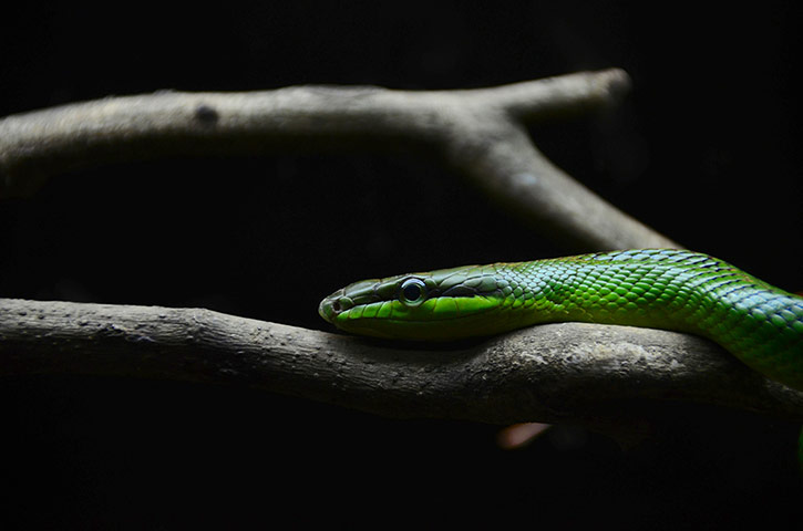 Your Pictures: Alight: A green snake in Singapore zoo