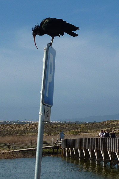 Your Pictures: Alight: An ibis bird onto of a parking sign