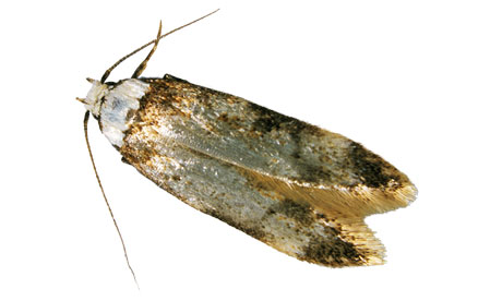 Wool Moth