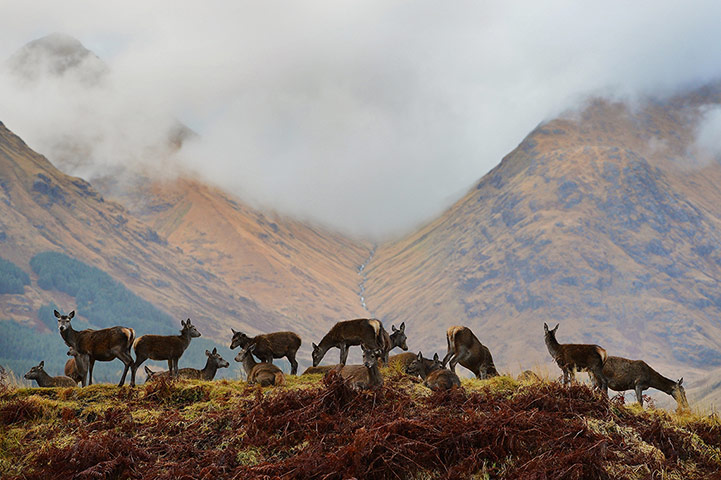 20 Photos: Red Deer Rutting Season Draws To A Close in Scotland