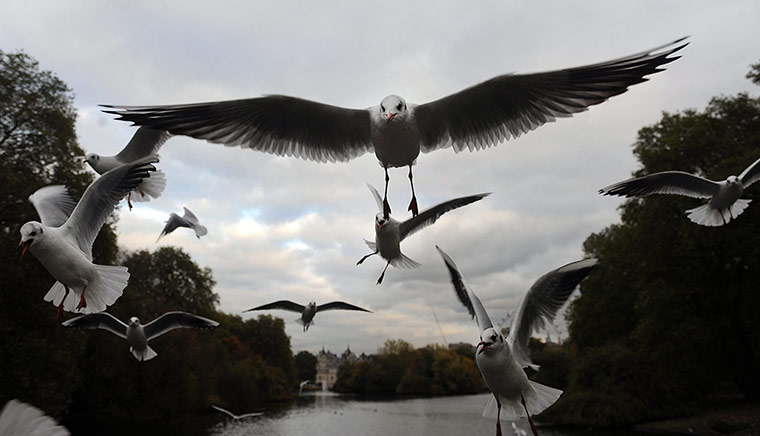 20 Photos: Gulls Over St.James's Park in London