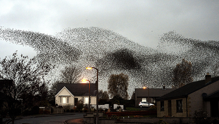 24 hours: Gretna, Scotland: A murmuration of starlings over the town