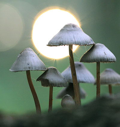 Green Shoots: Flickr