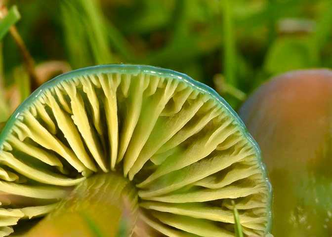 Green Shoots: Flickr