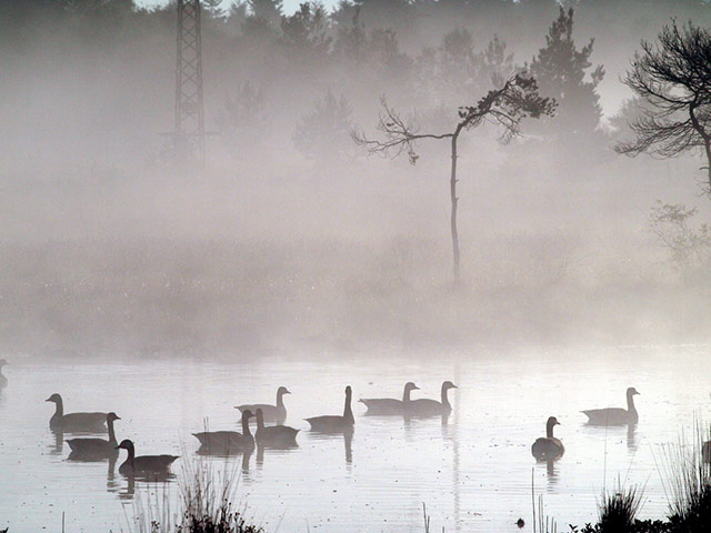 Green Shoots: Flickr