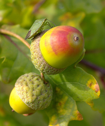 Green Shoots: Flickr