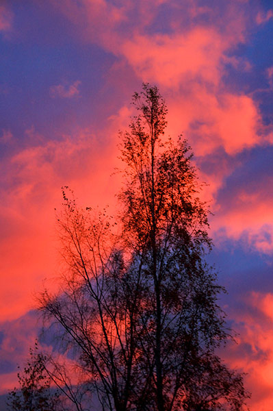 Green Shoots: Flickr