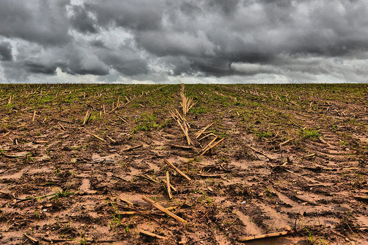 Green Shoots: Flickr