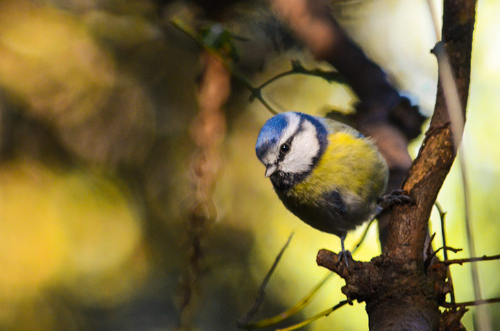 Green Shoots: Flickr