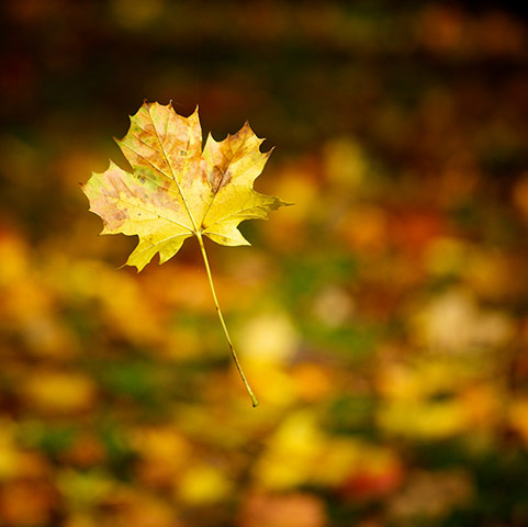 Green Shoots: Flickr