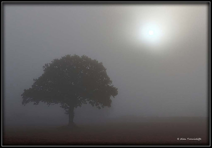 Green Shoots: Flickr