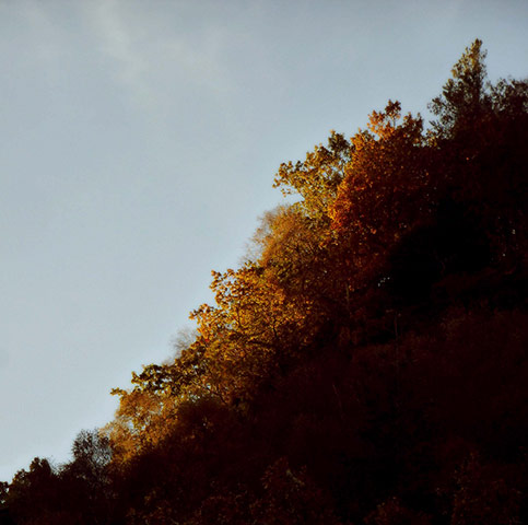 Green Shoots: Flickr